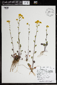 Barbarea orthoceras image