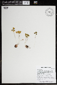 Oxalis violacea image