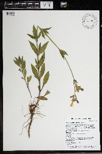 Silene latifolia image