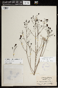 Image of Agalinis caddoensis