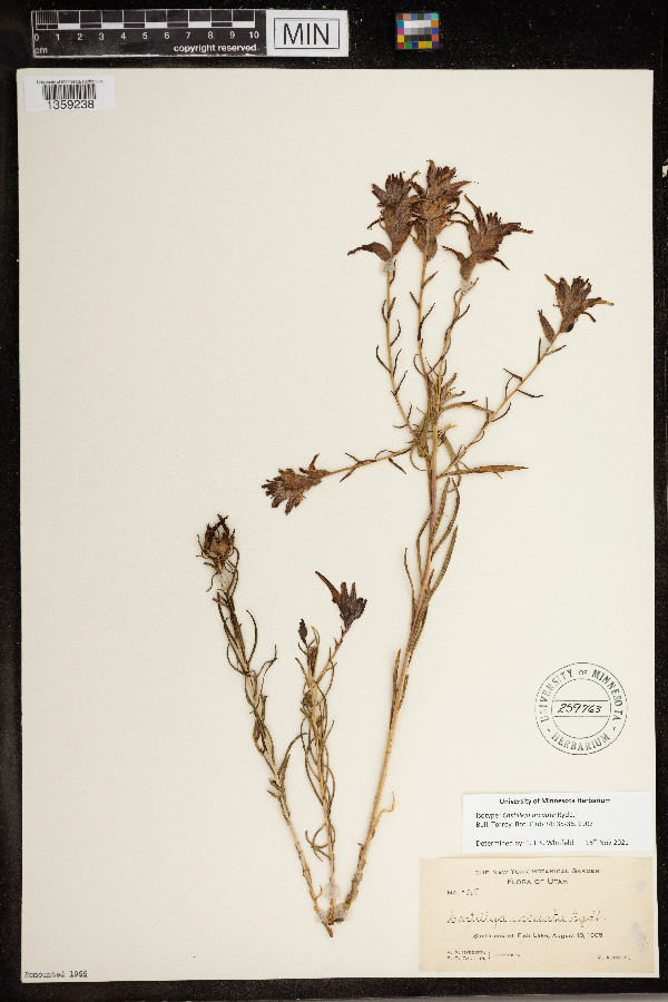 Castilleja arcuata image