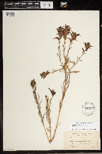 Image of Castilleja arcuata