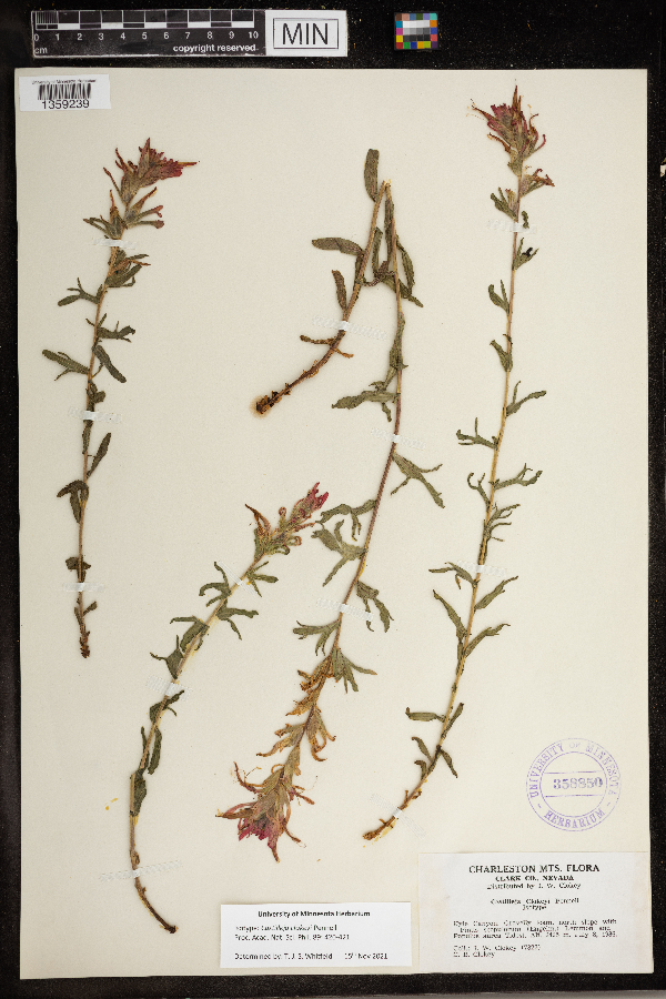 Castilleja martini var. clokeyi image