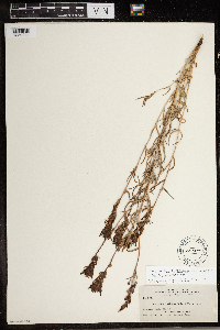 Image of Castilleja curticalix
