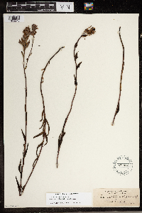 Image of Castilleja elata