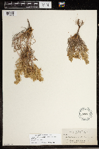 Castilleja pallescens image