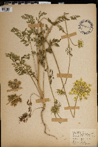 Daucus carota image