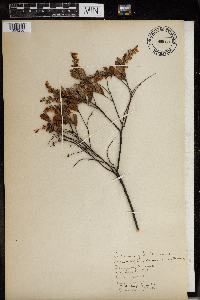 Chamaedaphne calyculata image