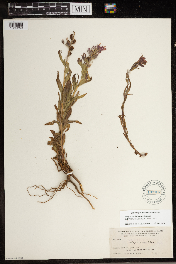 Castilleja lauta image