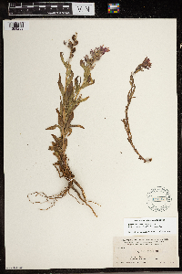 Image of Castilleja lauta
