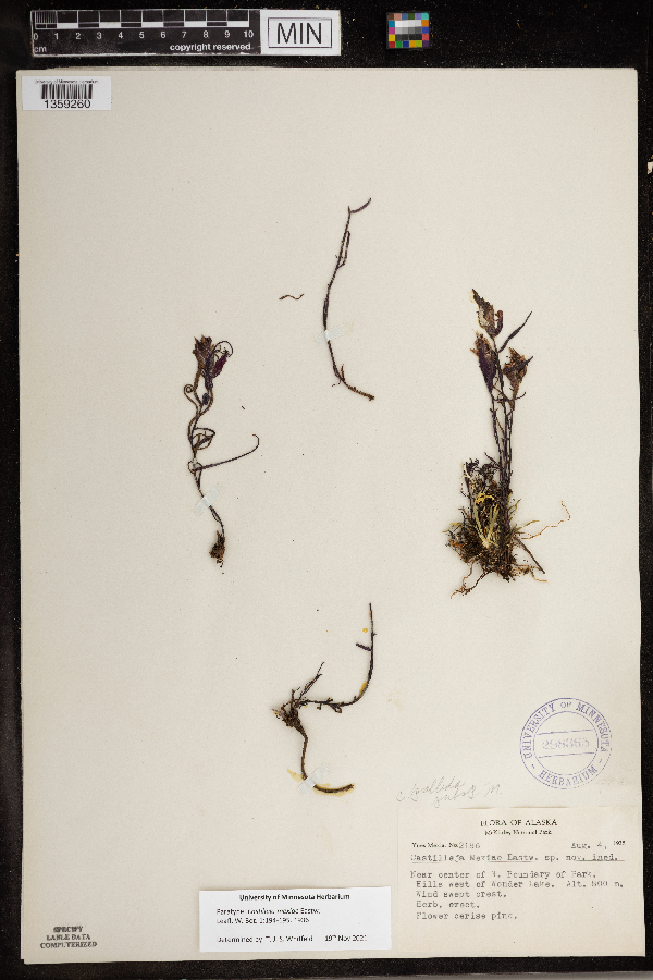 Castilleja mexiae image