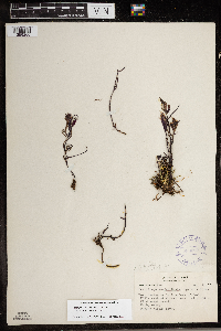 Image of Castilleja mexiae