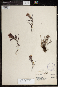 Castilleja mexiae image