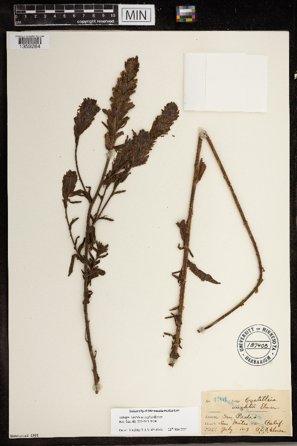 Castilleja wightii image