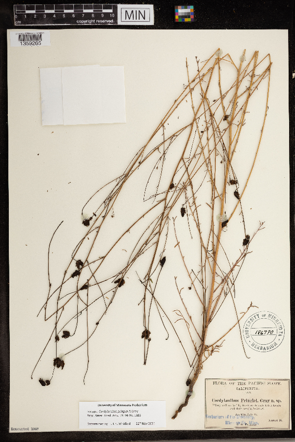 Cordylanthus pringlei image