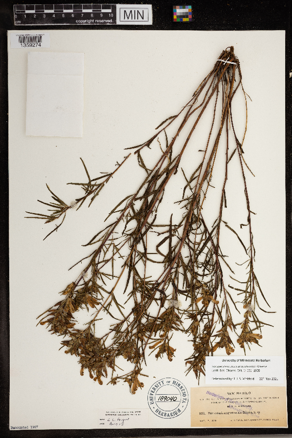 Pedicularis angustifolia image