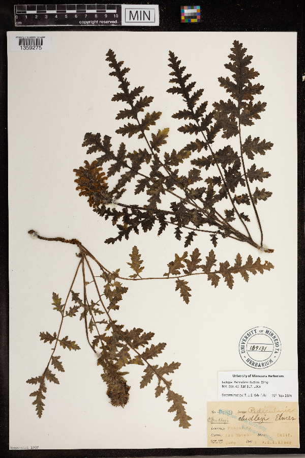 Pedicularis dudleyi image