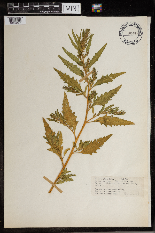 Dysphania ambrosioides image