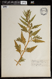 Image Associated With the Occurrence