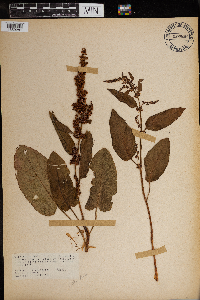 Rumex obtusifolius image