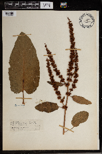 Rumex obtusifolius image