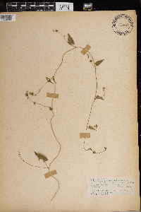Fallopia scandens image