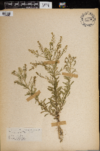 Lepidium virginicum image