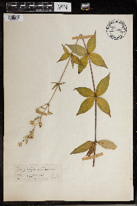 Image Associated With the Occurrence