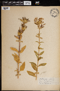 Saponaria officinalis image