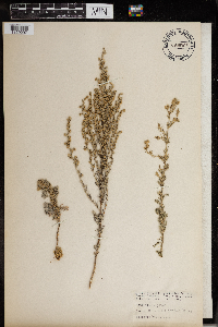 Artemisia campestris image