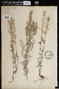 Artemisia borealis image