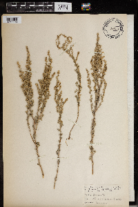 Artemisia campestris image