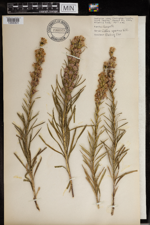 Liatris squarrosa image