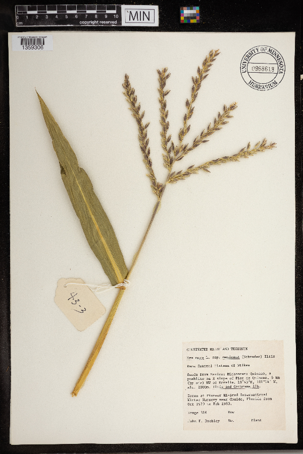 Zea mays subsp. mexicana image