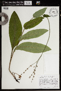 Cynoglossum virginianum var. boreale image
