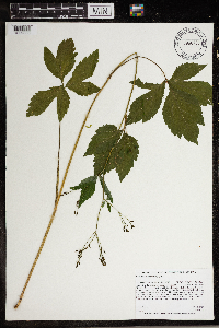 Cryptotaenia canadensis image