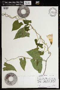 Calystegia sepium image