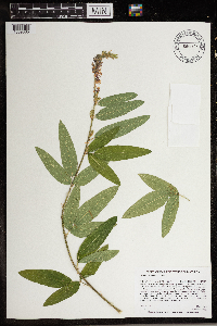Desmodium canadense image