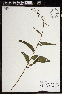 Epipactis helleborine image