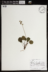 Pyrola chlorantha image