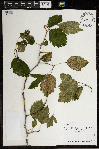 Crataegus submollis image