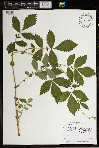 Agrimonia gryposepala image