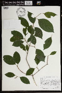 Cornus racemosa image