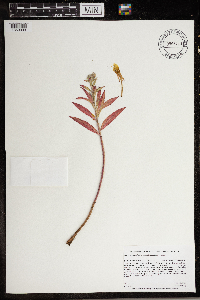 Oenothera oakesiana image