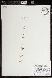 Cerastium fontanum image