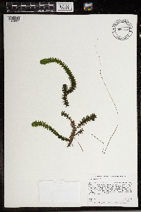 Elodea canadensis image