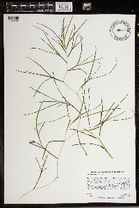 Stuckenia pectinata image