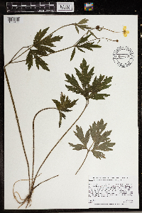 Ranunculus hispidus image