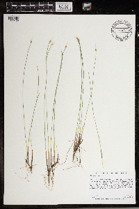 Trichophorum alpinum image