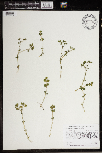 Chrysosplenium americanum image
